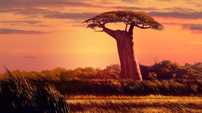baobab-tree.jpg